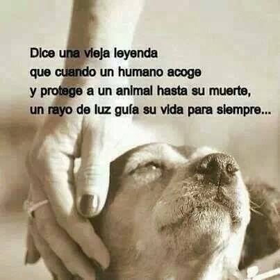 Dice una vieja leyenda que cuando un humanos acoge y protege a un animal hasta su muerte, un rayo de luz guía su vida para siempre...