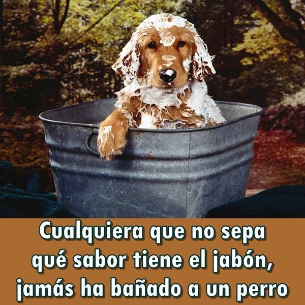 Cualquiera que no sepa qué sabor tiene el jabón