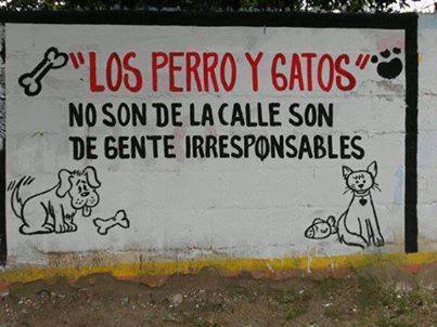 Los perros y gatos no son de la calle, son de gente irresponsables.