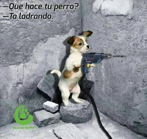 ¿Qué hace tu perro? Ta ladrando