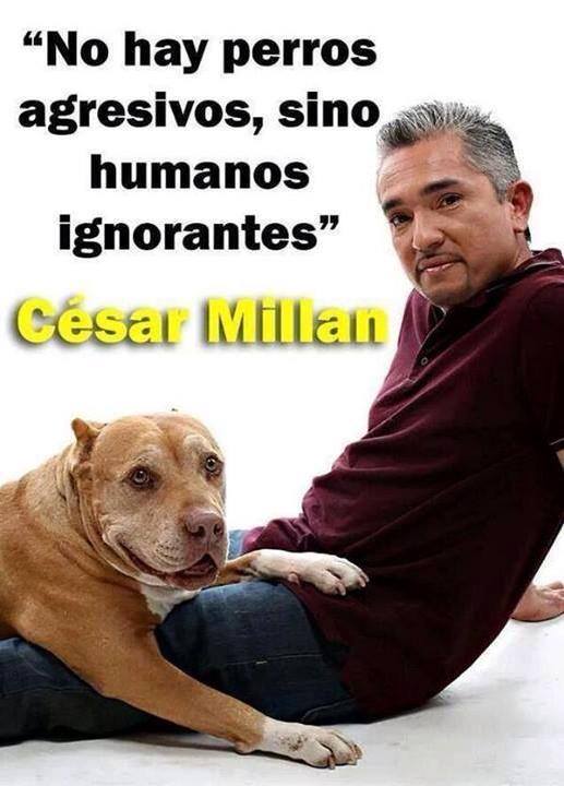 No hay perros agresivos, sino humanos ignorantes. César Millan