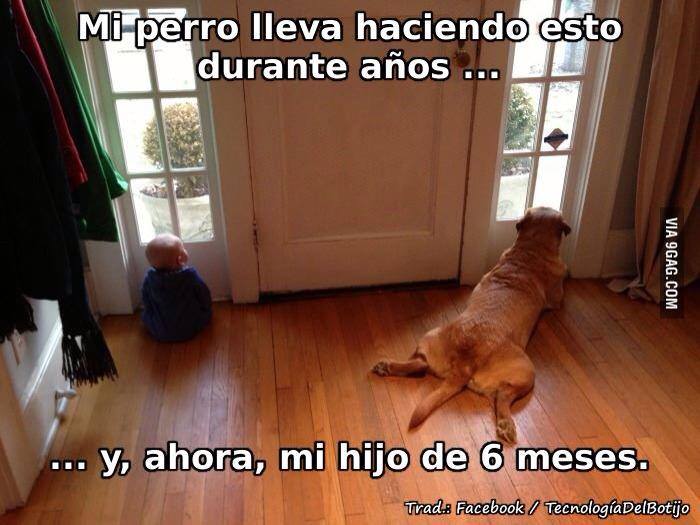 Mi perro lleva haciendo esto durante años....y, ahora, mi hijo de 6 meses.