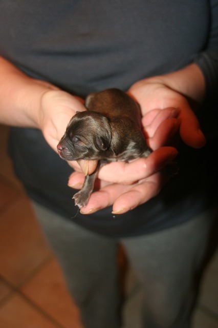 Cachorros recién nacidos – Síntomas de un cachorro saludable