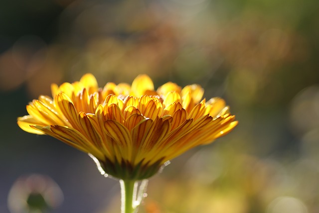 El crecimiento de las plantas, no se rige por nuestros caprichos