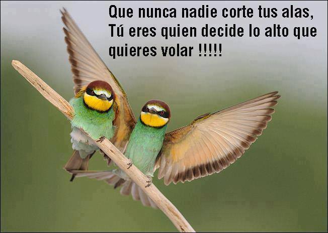 Que nunca nadie corte tus alas