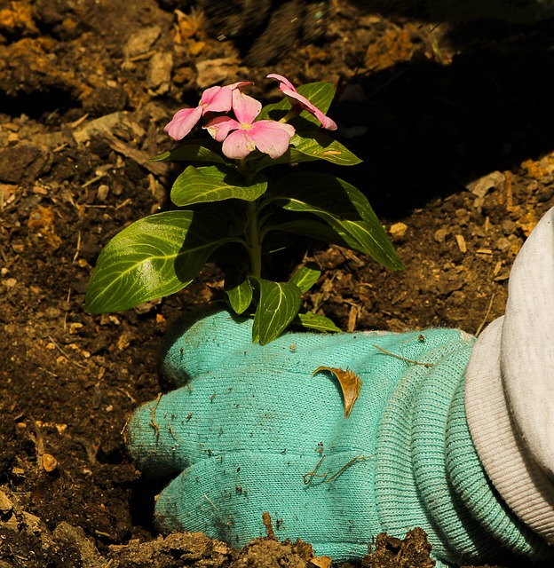 ¿Cómo conseguir un buen jardín?