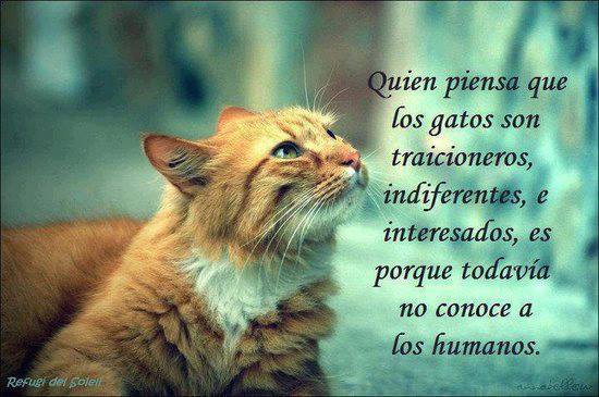 Quien piensa que los gatos son traicioneros, indiferentes, e interesados, es porque todavía no conoce a los humanos.