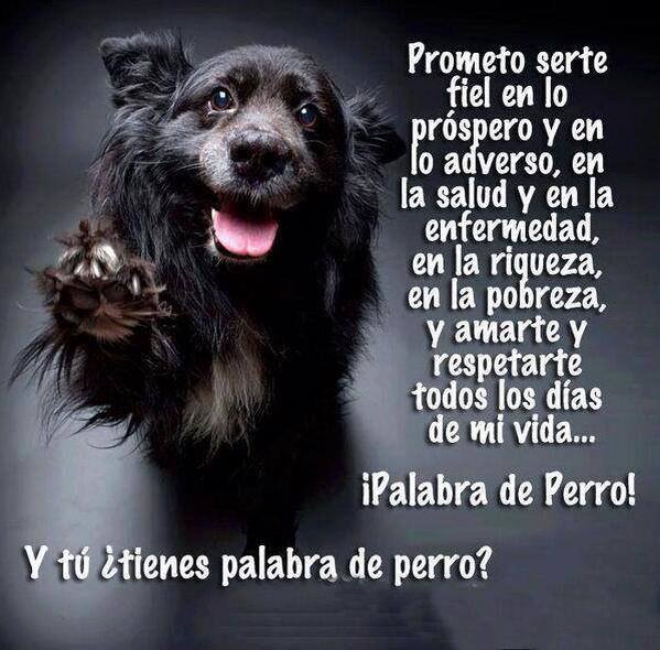 Y tú ¿Tienes palabra de perro?