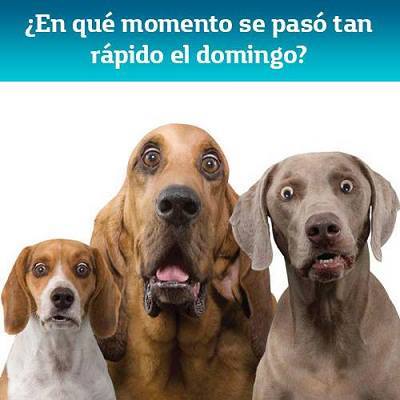 ¿En qué momento se pasó tan rápido el domingo?