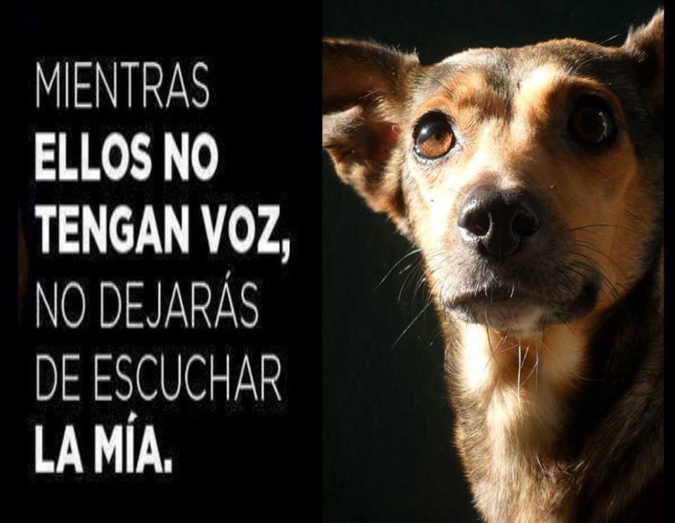 Mientras ellos no tengan voz, no dejarás de escuchar la mía.