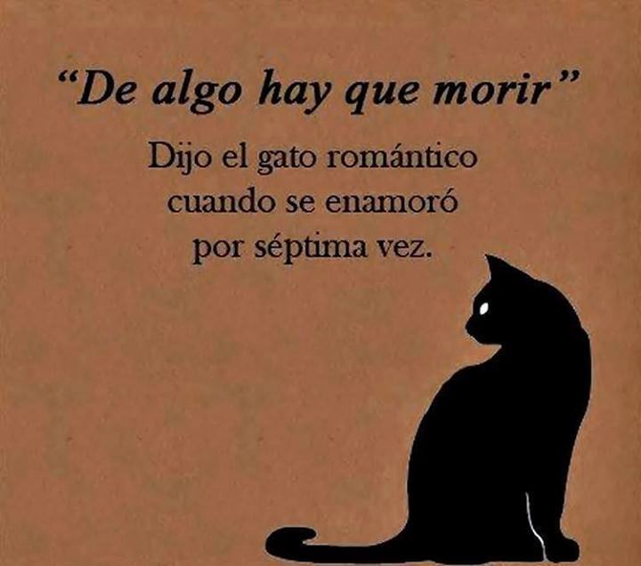 "De algo hay que morir" Dijo el gato romántico cuando se enamoró por séptima vez.