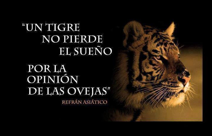 Un tigre no pierde el sueño, por la opinión de las ovejas. Refrán Asiático.