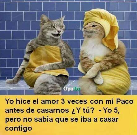 Yo hice el amor 3 veces con mi Paco antes de casarnos ¿Y tú? Yo 5, pero no sabía que se iba a casar contigo.