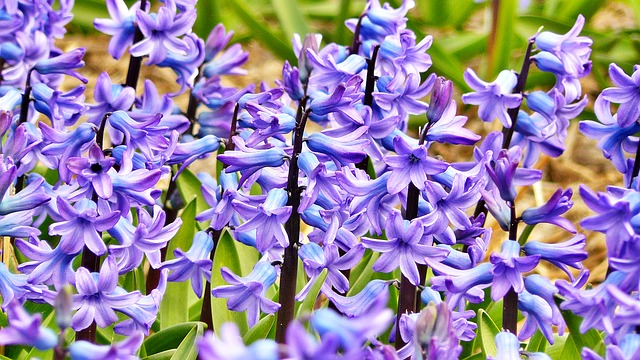 Narciso, jacinto, tulipán: flores que anticipan la llegada de la primavera