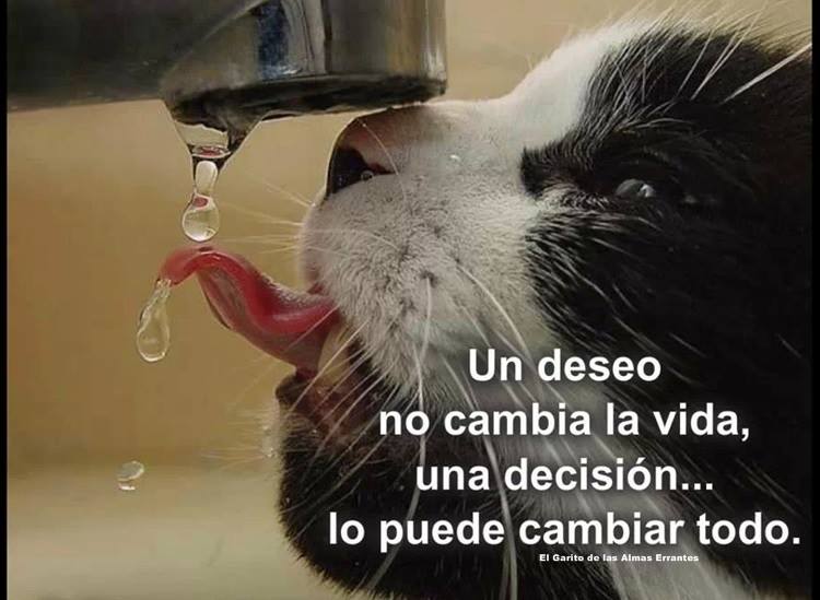 Un deseo no cambia la vida, una decisión... lo puede cambiar todo.