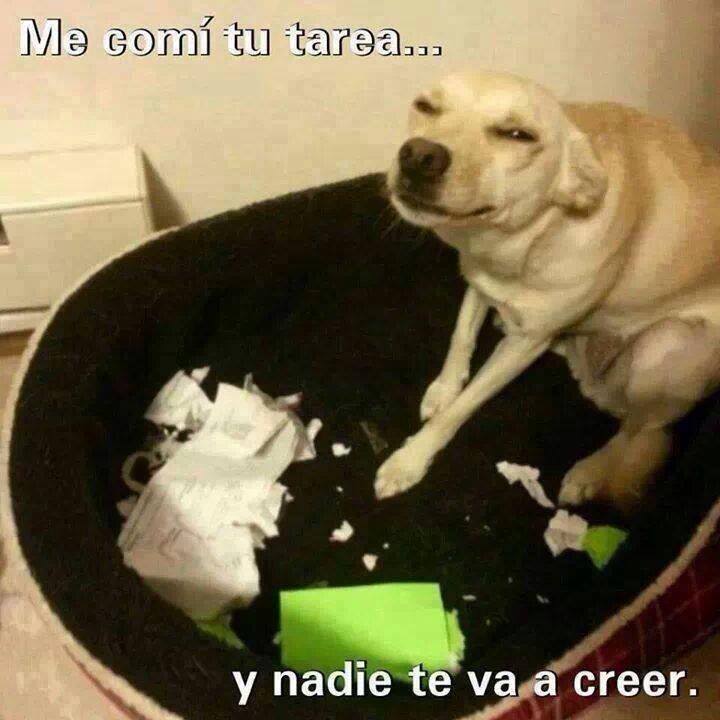 Me comí tu tarea... y nadie te va a creer