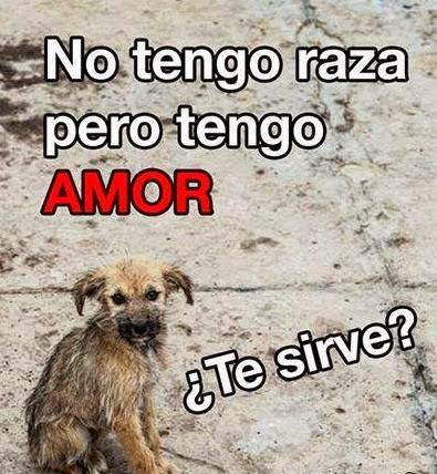 No tengo raza pero tengo amor