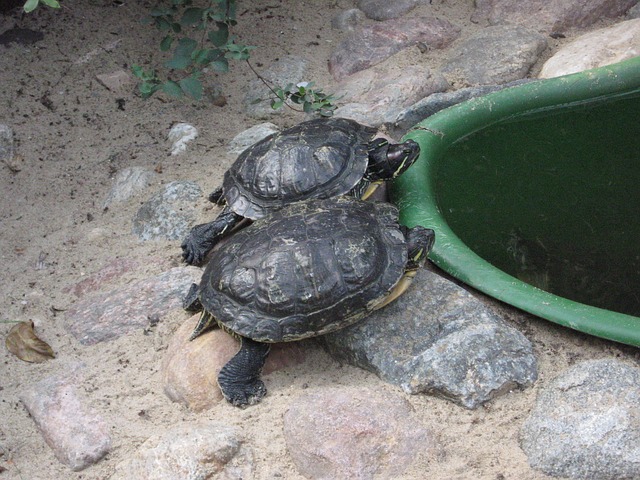 Tortugas de tierra, como alimentar a estas mascotas