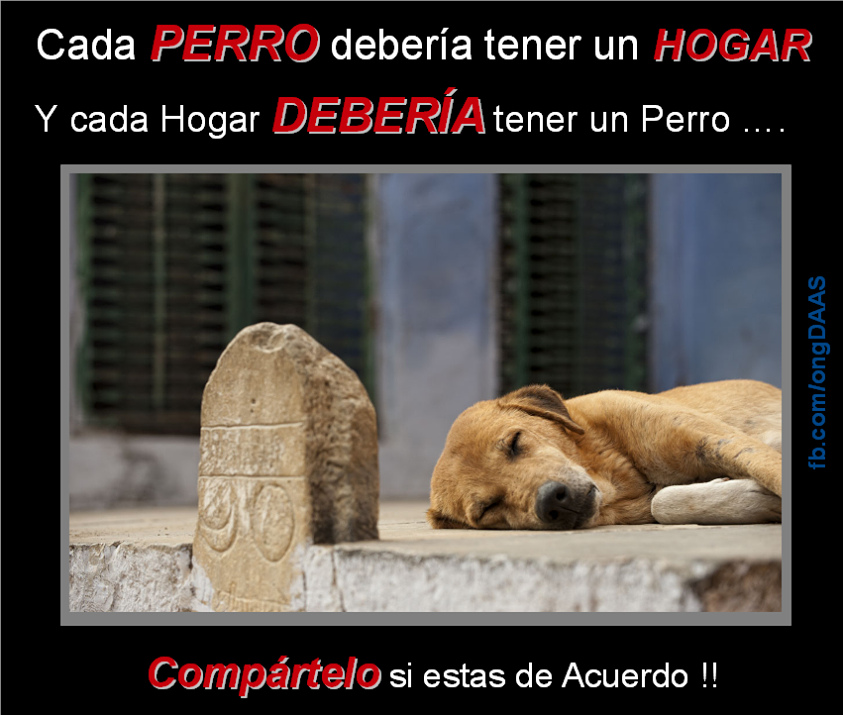 Cada perro debería tener un hogar