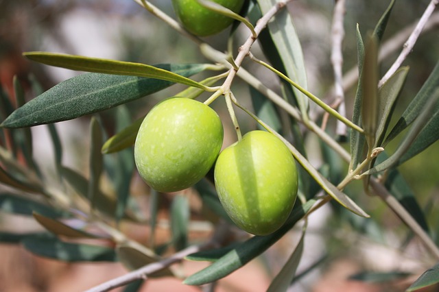 A más consumo de aceite oliva, menos infartos