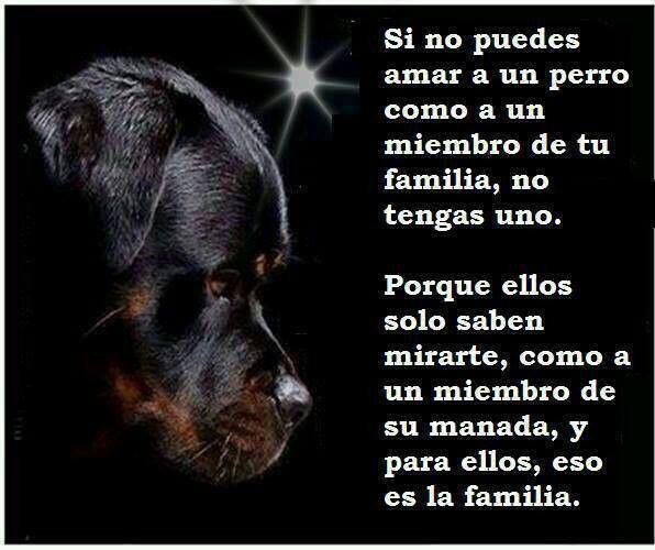 Si no puedes amar a un perro
