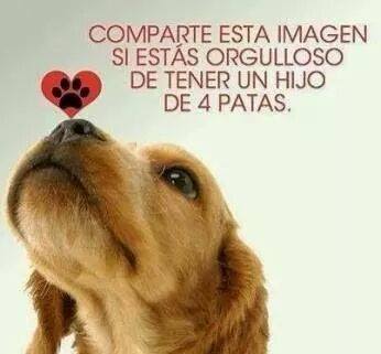 Orgulloso de tener un hijo de 4 patas