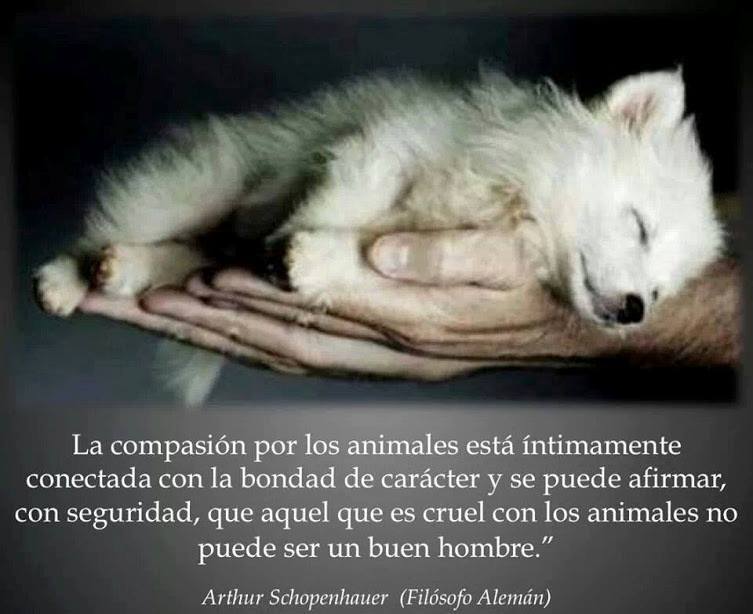 La compasión por los animales está íntimamente conectada con la bondad de carácter... aquel que es cruel con los animales no puede ser un buen hombre