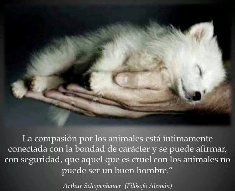 La compasión por los animales