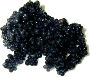 caviar-beluga