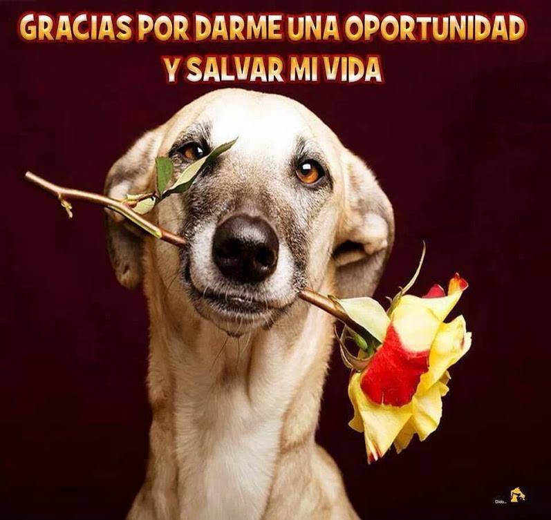 Gracias por darme una oportunidad