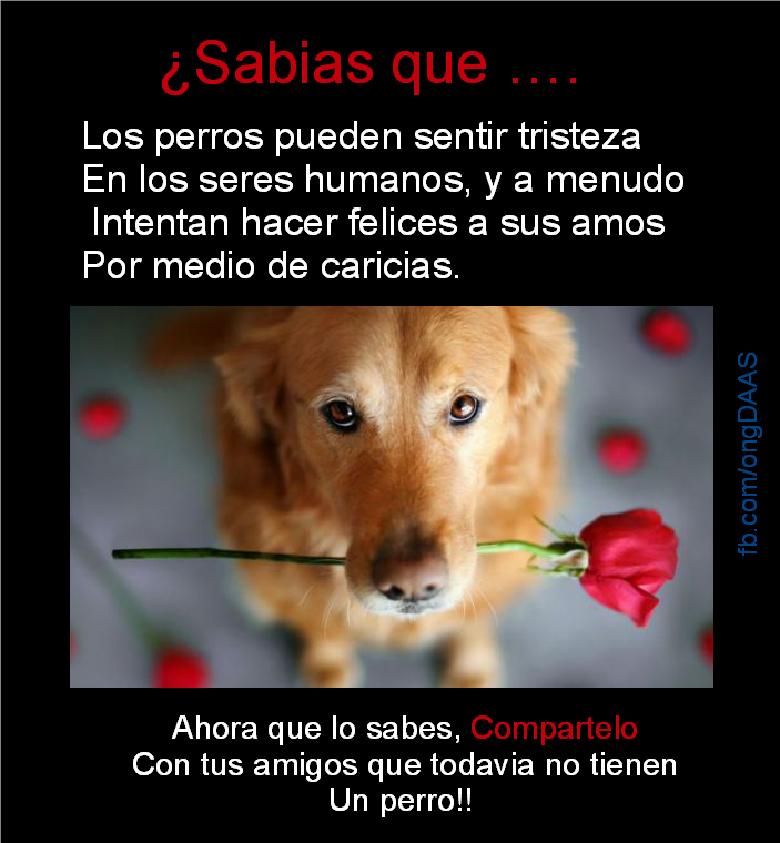 Los perros pueden sentir tristeza