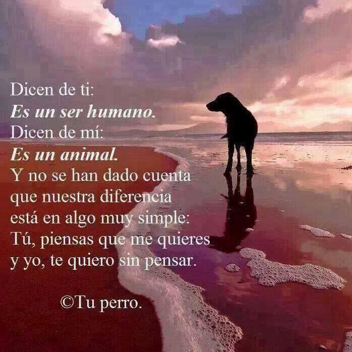 Te quiero sin pensar