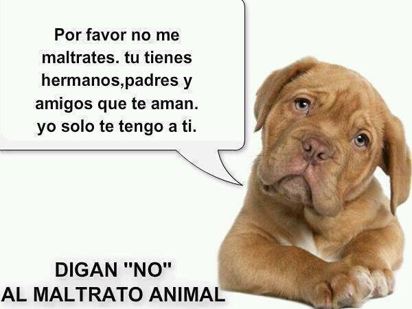 NO al maltrato animal