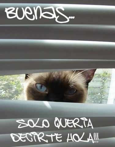 Solo quería decirte hola