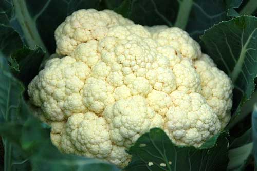 coliflor