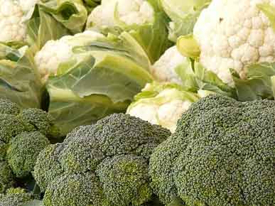 cruciferas