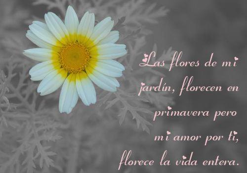 Las flores de mi jardín