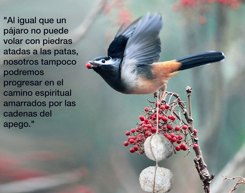 Al igual que el pájaro no puede volar con piedras
