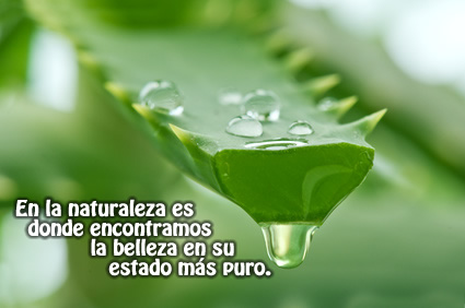 La belleza en su estado más puro