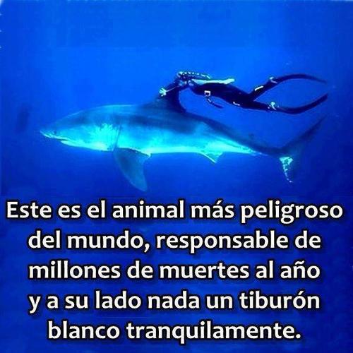 Este es el animal más peligroso del mundo