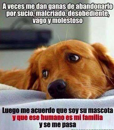 Soy su mascota y ese humano es mi familia
