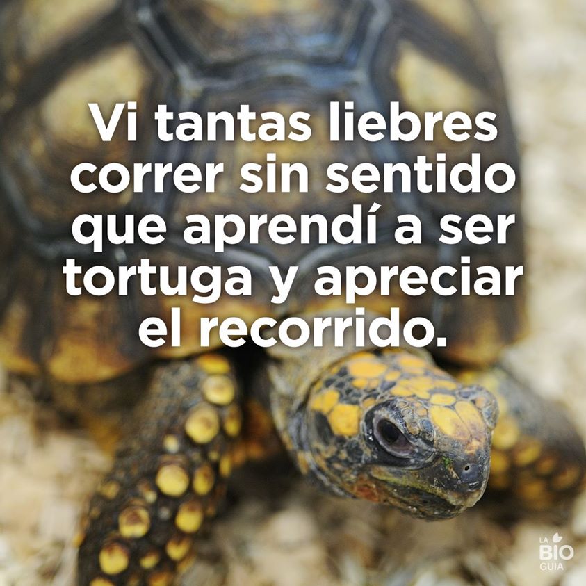 Vi tantas liebres correr sin sentido…