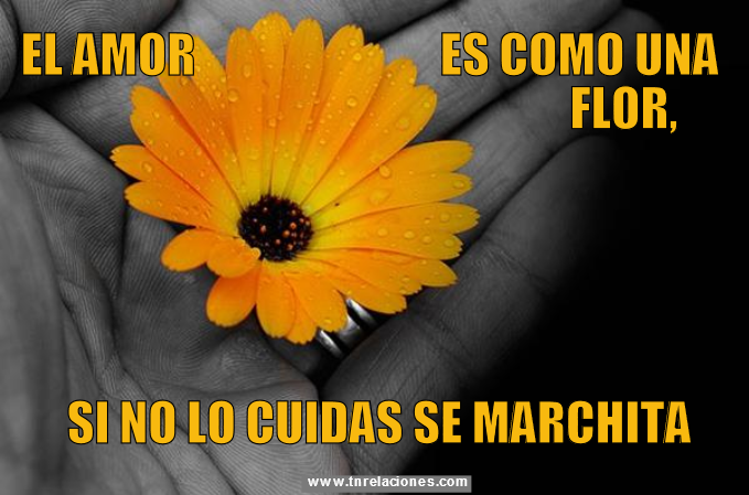 El amor es como una flor