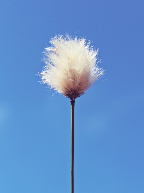 flor-algodon