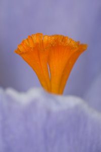 flor-azafran
