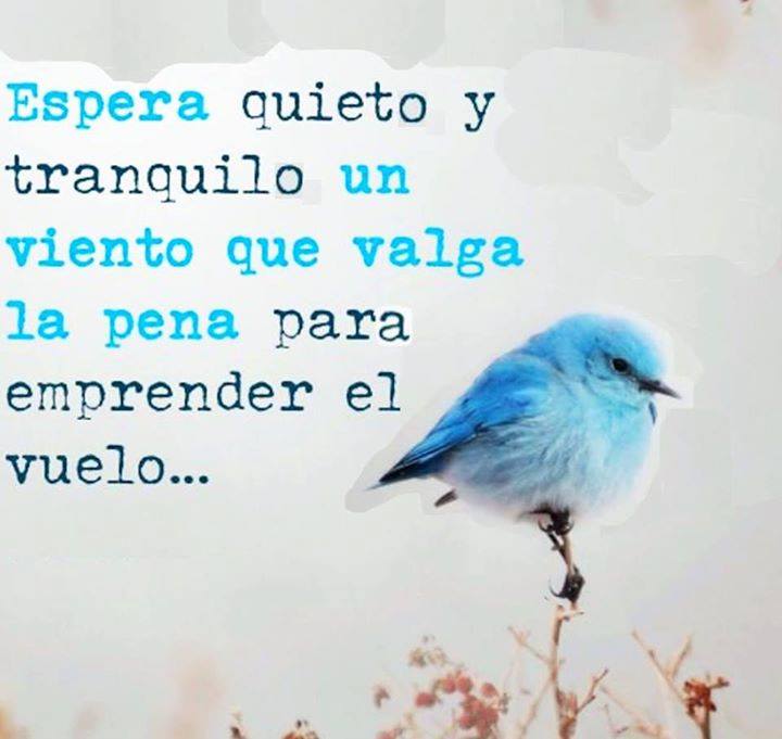 Espera quieto y tranquilo un viento que valga la pena para emprender el vuelo