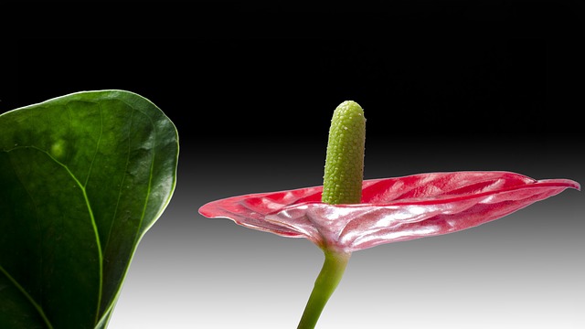 Cultivo, crecimiento y cuidados de la planta Anthurium, Anturios