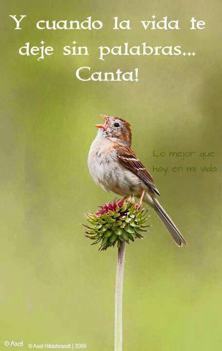 Y cuando la vida te deje sin palabras… Canta