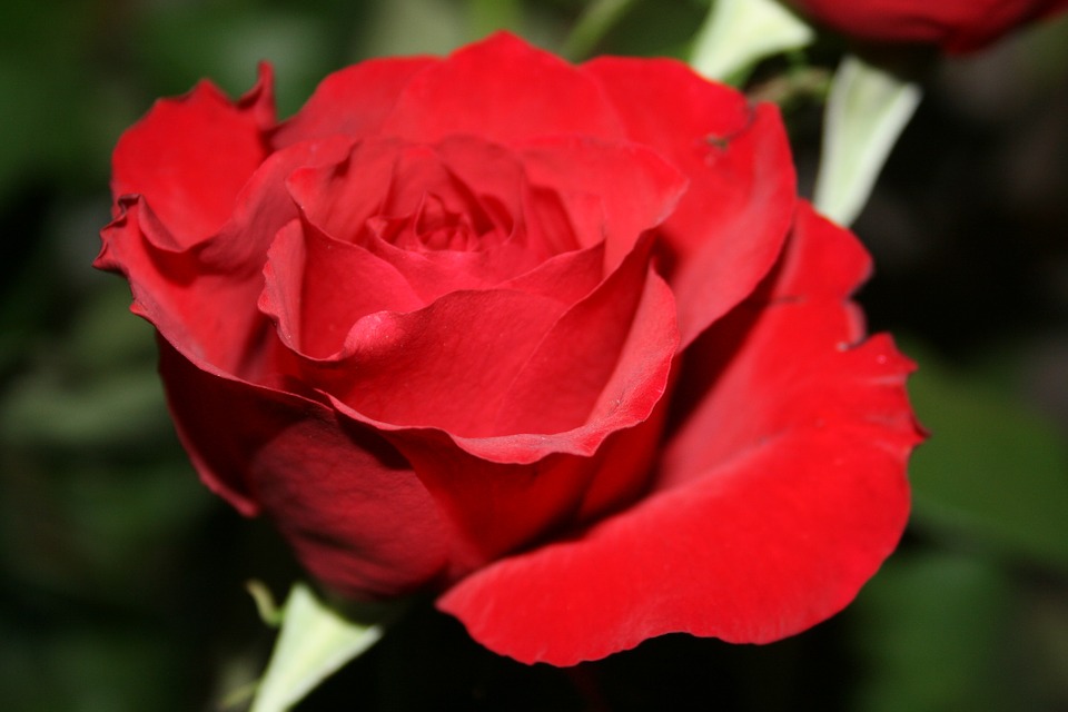 La rosa roja para eliminar las ondas negativas de tu casa