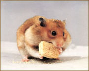 hamster